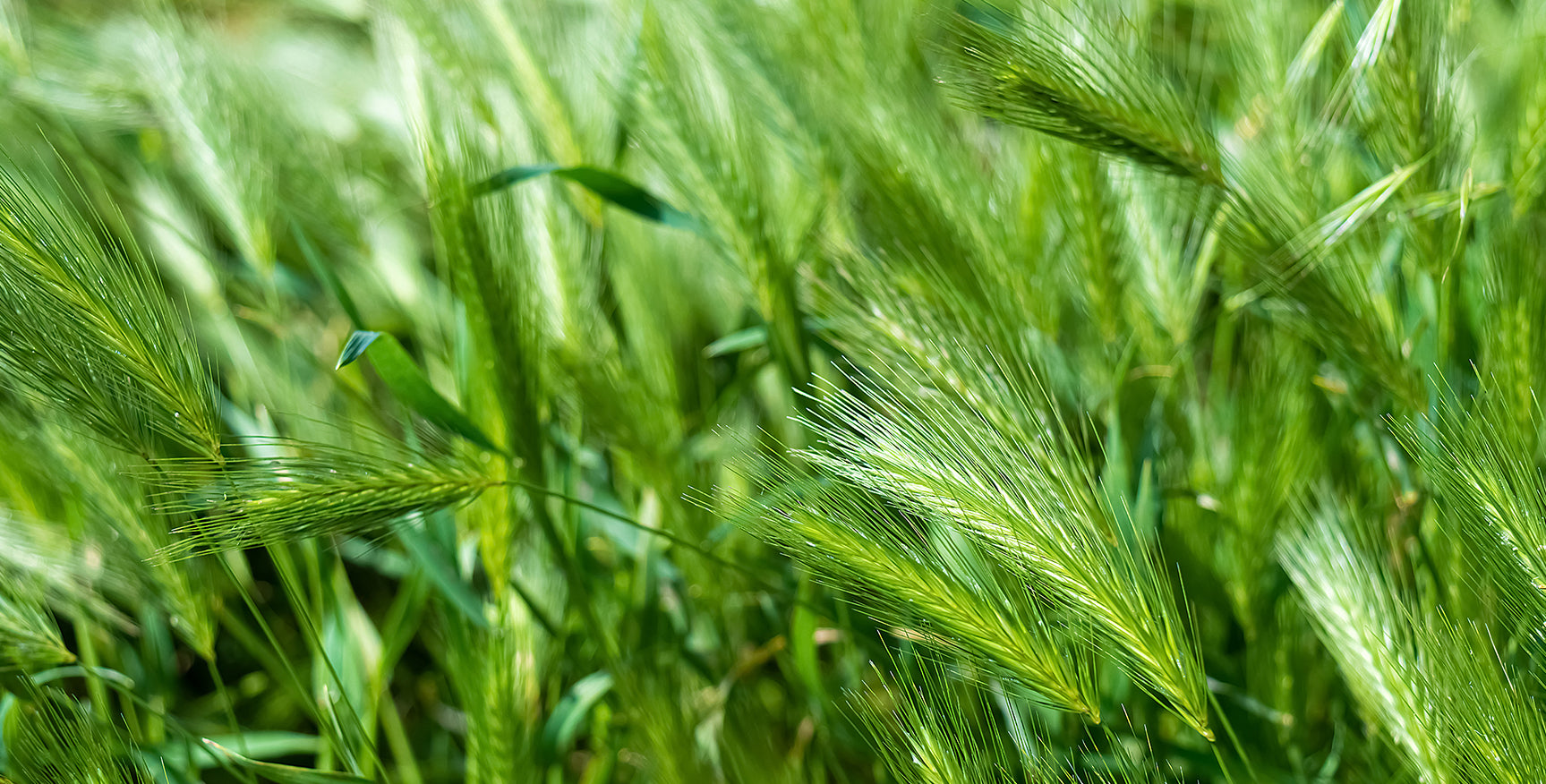 Erfahren Sie mehr über Gerstengras