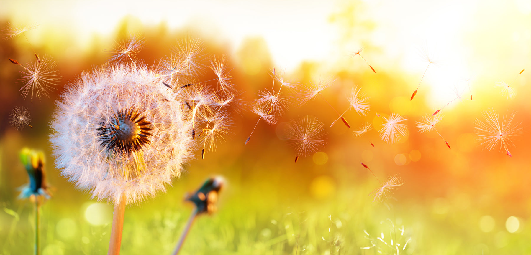 Simple Tips to Minimise your Allergies this Summer