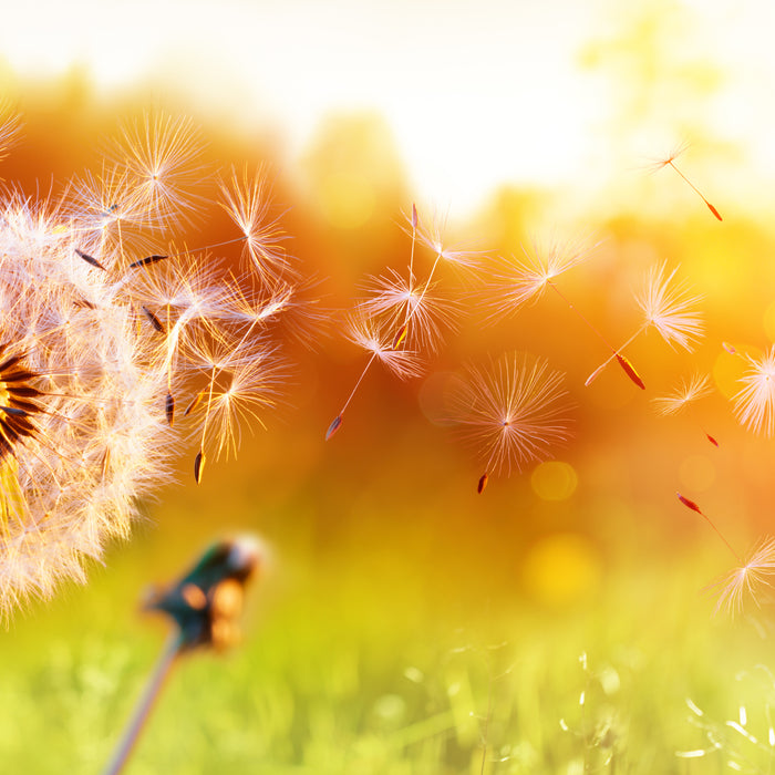 Simple Tips to Minimise your Allergies this Summer