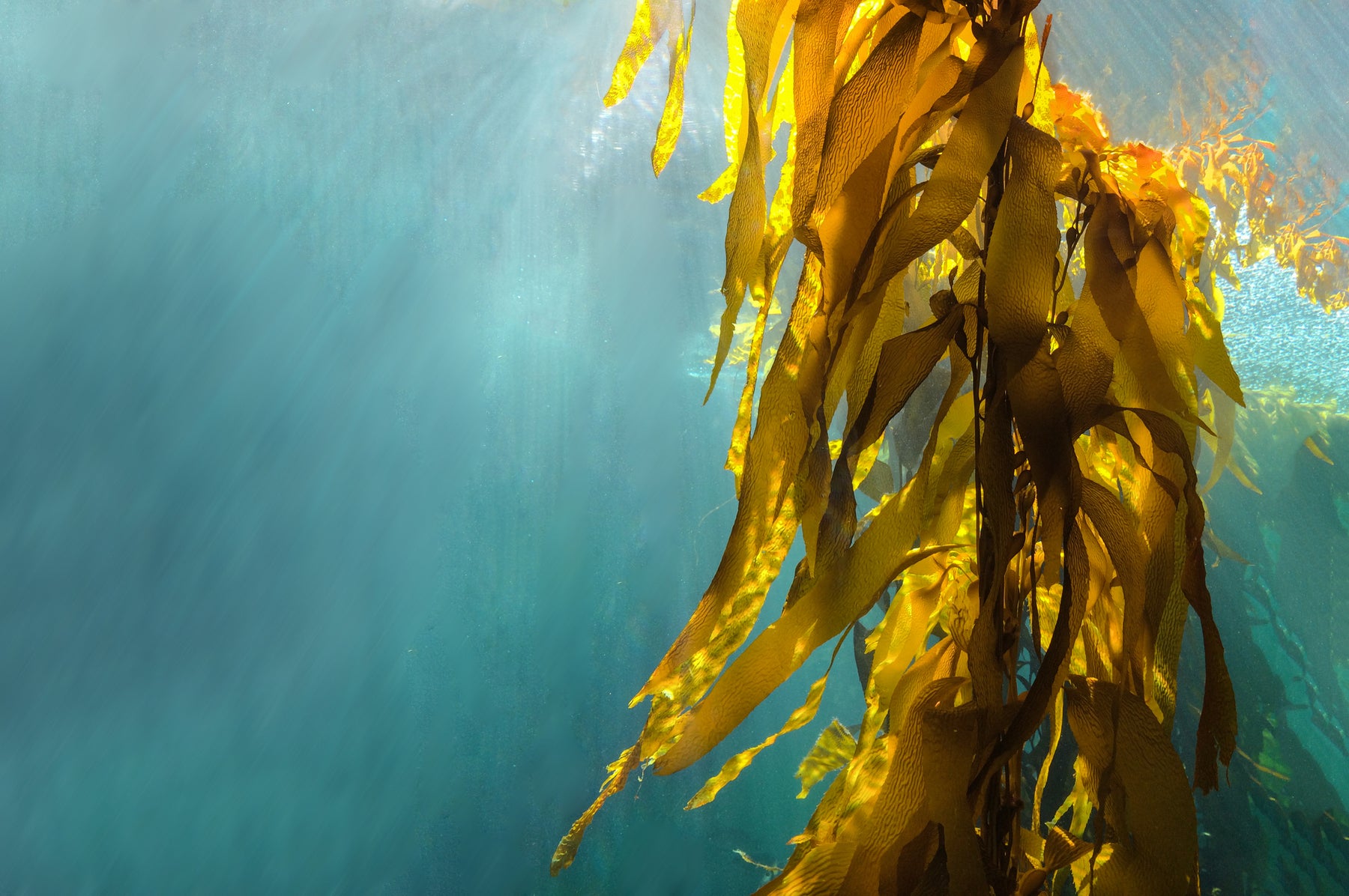 Sea Kelp
